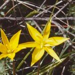 Tulipa sylvestris Kvet