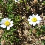Anthemis maritima Květ
