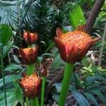 Scadoxus puniceus Floro