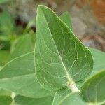 Hypericum richeri Leaf