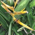 Heliconia psittacorum Flower