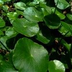 Hydrocotyle verticillata Feuille