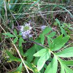 Hydrophyllum capitatum Habit