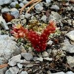 Sedum atratum Habit