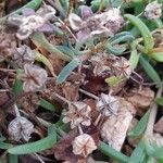 Delosperma cooperi Frucht