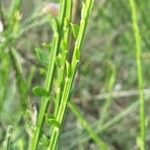 Cytisus scoparius Kéreg