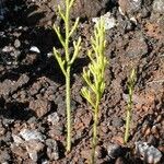 Pseudolycopodium densum Характер