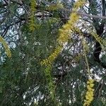 Prosopis cineraria Fuelha