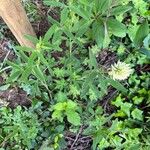 Trifolium pannonicum 整株植物