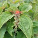 Castilleja arvensis Bark