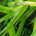 Iris foetidissima Leaf