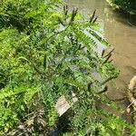Amorpha fruticosa Folha
