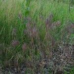 Bromus tectorum Habitus