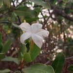 Mascarenhasia arborescens Flor