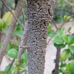 Viburnum suspensum Bark