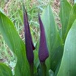 Zantedeschia rehmanniiFlor