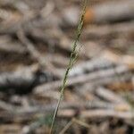 Poa bolanderi Floare