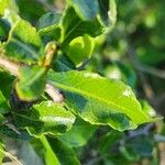 Commiphora madagascariensis 葉