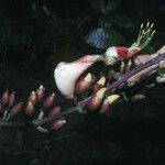 Erythrina fusca Fiore