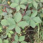 Rubus gratus Blad