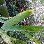 Phyllostachys sulphurea Hoja