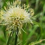 Cyperus mollipes