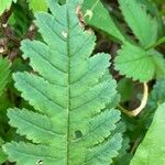 Pedicularis canadensis 葉