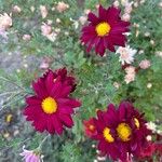 Tanacetum coccineumKukka