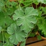 Pelargonium odoratissimum Frunză