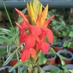 Aphelandra aurantiaca Çiçek
