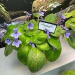 Streptocarpus ionanthus subsp. rupicola (B.L.Burtt) Christenh.Flor