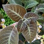 Kohleria amabilis 葉