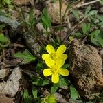 Ranunculus fascicularis Flor