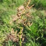 Rumex acetosaFlors