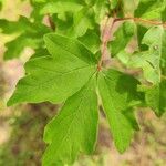 Acer griseumЛист