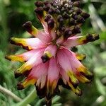 Platycapnos spicata Flower