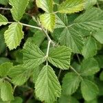 Rubus apetalus Leaf