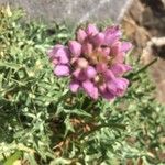 Allium lusitanicum Floare