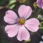 Vaccaria hispanica 花