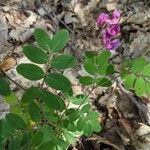 Lathyrus niger Hoja