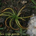 Isoetes histrix Schors