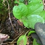 Pyrola elliptica পাতা