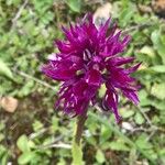 Orchis italicaFlower