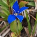 Gentiana nivalis Flower