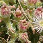 Mesembryanthemum crystallinum Flower