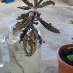 Bryophyllum delagoense Yaprak