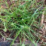 Cyperus hortensis 整株植物