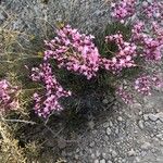 Limonium insigne Flor