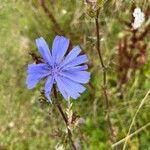 Cichorium endiviaKvet