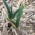 Allium scorodoprasum Leaf